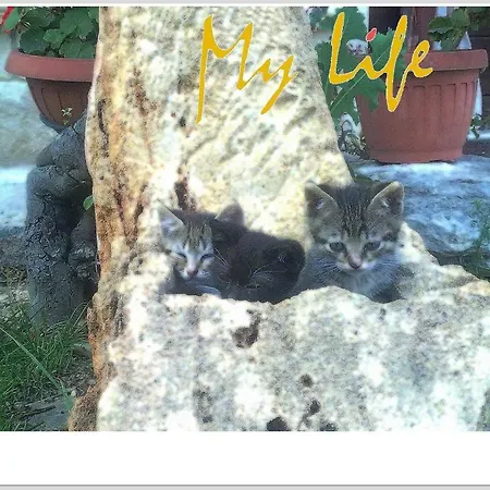 Mylife Bed & Breakfast *